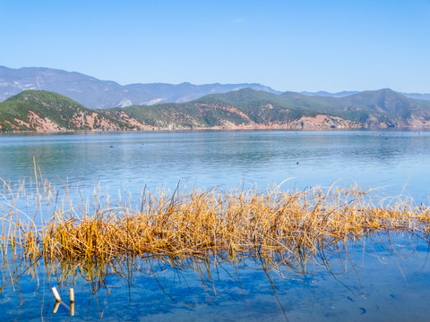 泸沽湖湿地