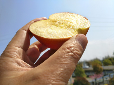 采摘苹果素材