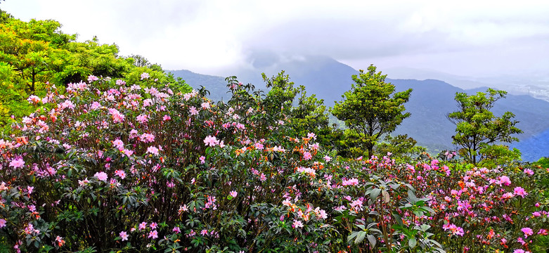 高山杜鹃花