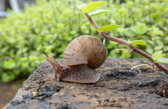 蜗牛素材