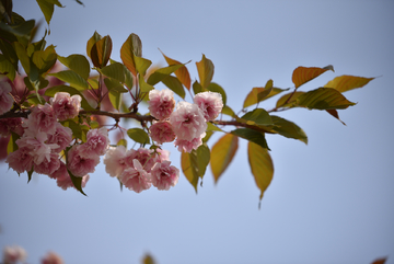 樱花树