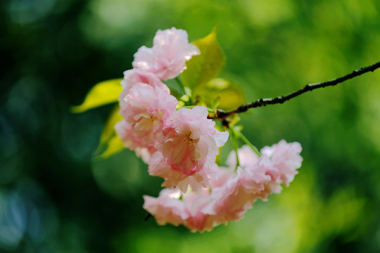 特写樱花