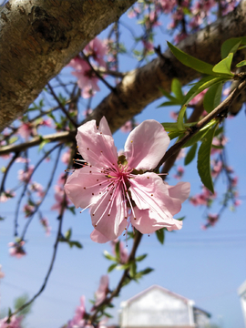 桃花