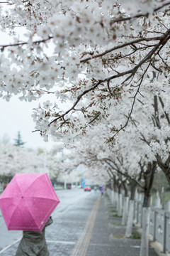 樱花树