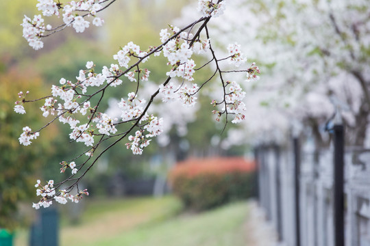 樱花枝