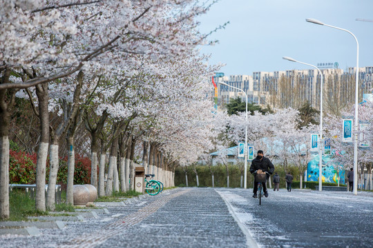 淮安樱花大道