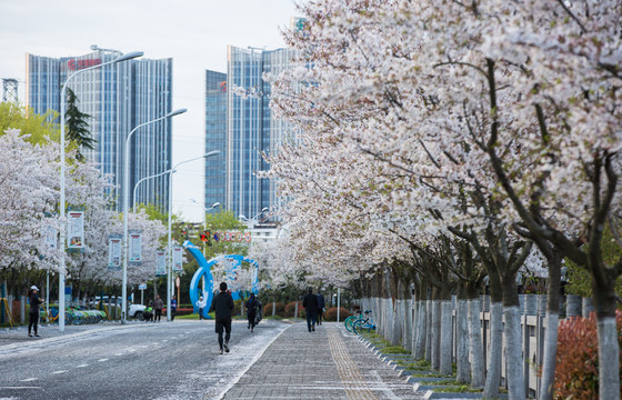 樱花大道