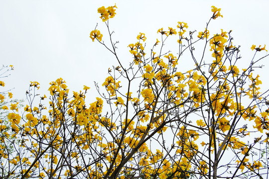 风铃木花