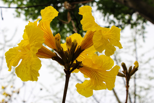 风铃木花