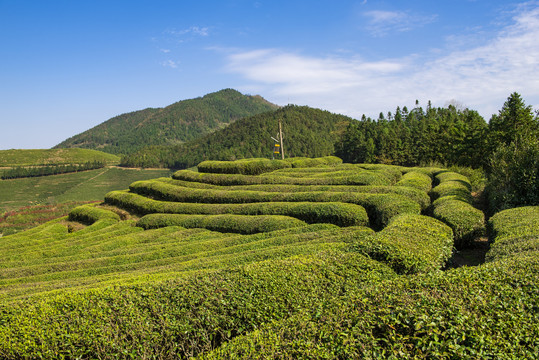 高山茶园