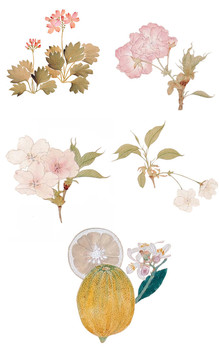 日本传统花卉元素