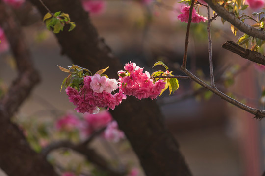 春天逆光下樱花