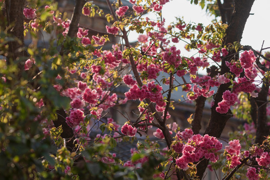 春天逆光下樱花