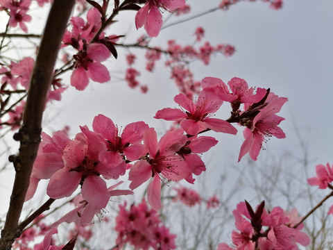 春天桃花