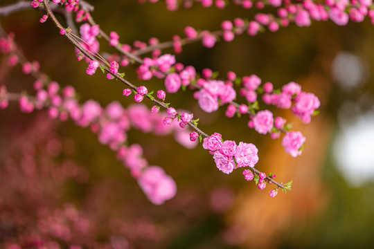 中山公园梅花