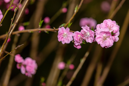 中山公园梅花