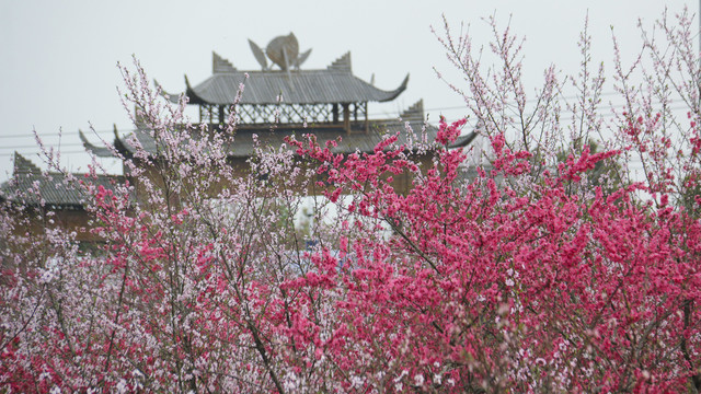 合肥三十岗桃花林