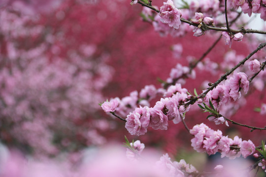 合肥三十岗桃花林