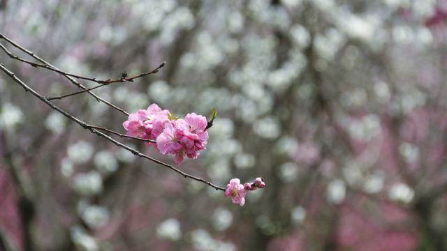 合肥三十岗桃花林