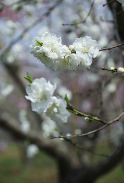 合肥三十岗桃花林