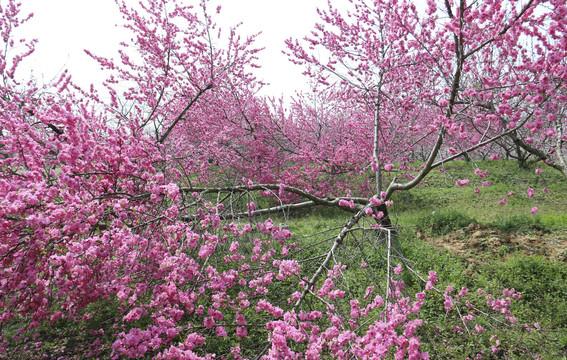 合肥三十岗桃花林