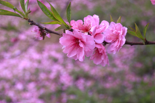 合肥三十岗桃花林