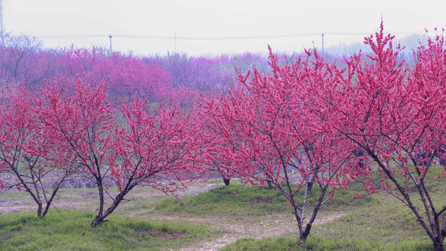 合肥三十岗桃花林