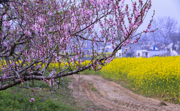 合肥三十岗桃花林