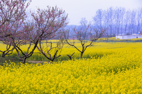 合肥三十岗桃花林