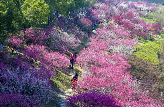 合肥匡河公园梅花林