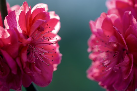 特写两朵红碧桃花