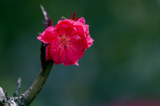 红花碧桃特写