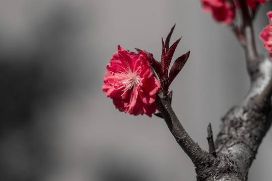 特写红叶红花碧桃