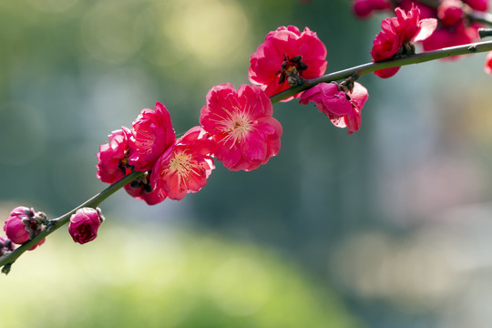 垂枝红花碧桃