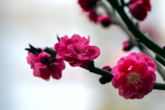 微距红碧桃花