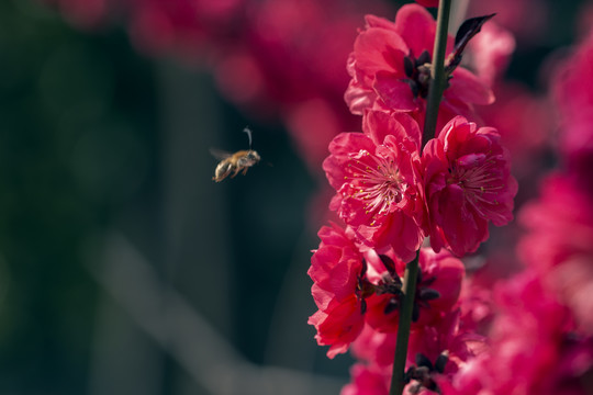 蜜蜂与红碧桃