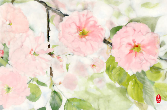 清新櫻花