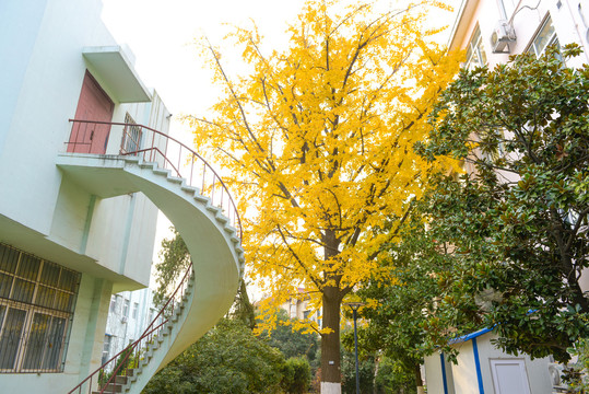 青岛海洋大学老校区