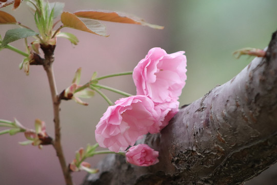 樱花