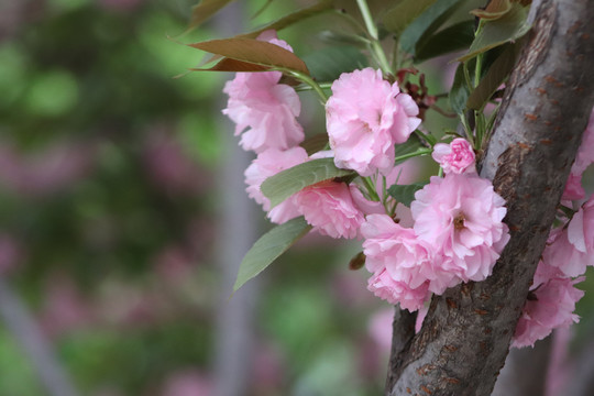 樱花