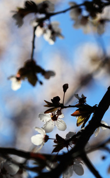 樱花