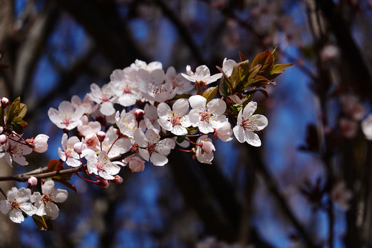 樱花