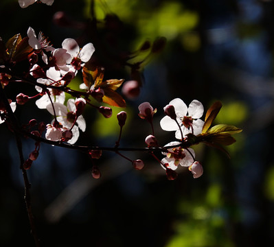 樱花