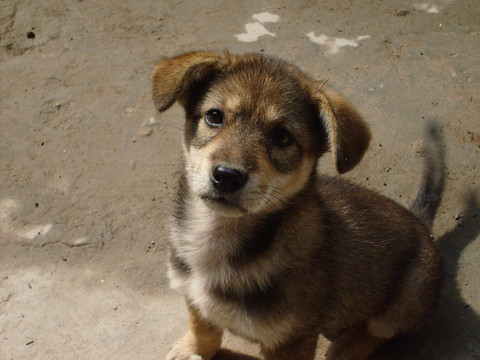 中华田园犬