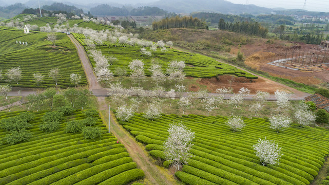 茶园风光