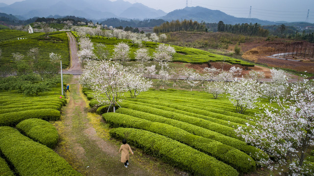 茶园风光