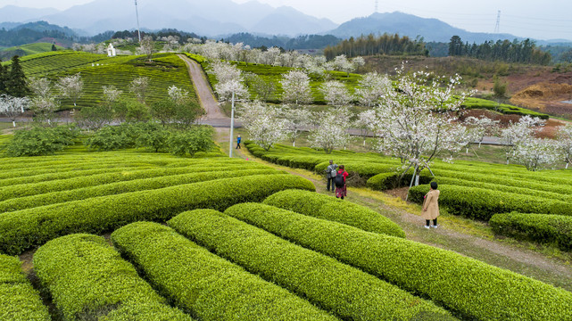 观光茶园