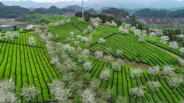 茶园风光