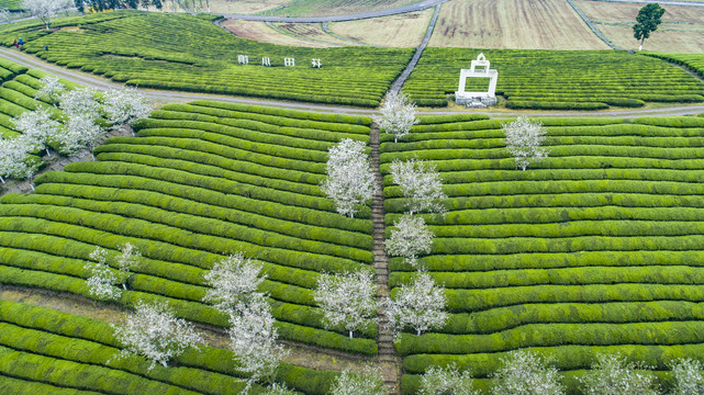 茶园风光