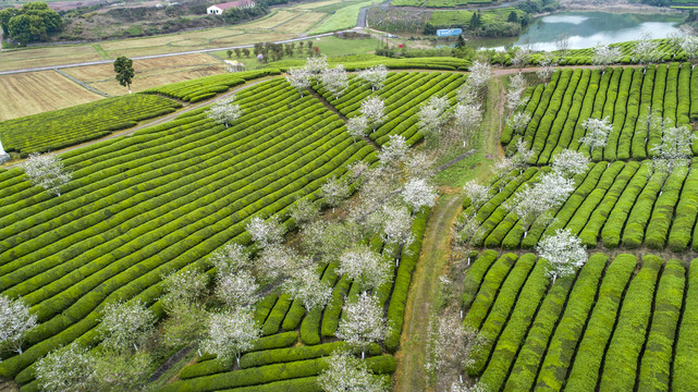 茶园风光